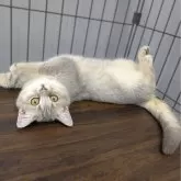 ブリティッシュショートヘア