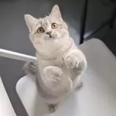 ブリティッシュショートヘア