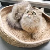 ブリティッシュショートヘア