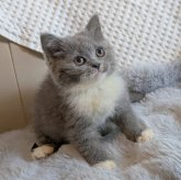 ブリティッシュショートヘア