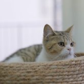 ブリティッシュショートヘア