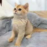 ブリティッシュショートヘア