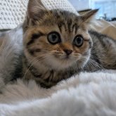 ブリティッシュショートヘア