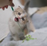 スコティッシュフォールド