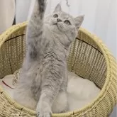 ブリティッシュショートヘア