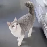 ブリティッシュショートヘア