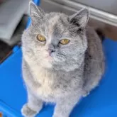 ブリティッシュショートヘア