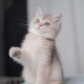 ブリティッシュショートヘア