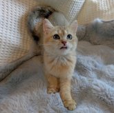 ブリティッシュショートヘア
