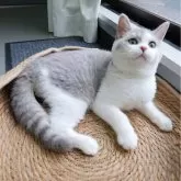 ブリティッシュショートヘア