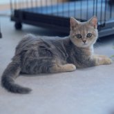 ブリティッシュショートヘア