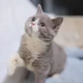 ブリティッシュショートヘア