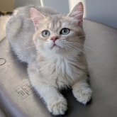 ブリティッシュショートヘア