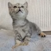 ブリティッシュショートヘア【東京都・女の子・2025年7月7日・ブルーテックドタビー】の写真5