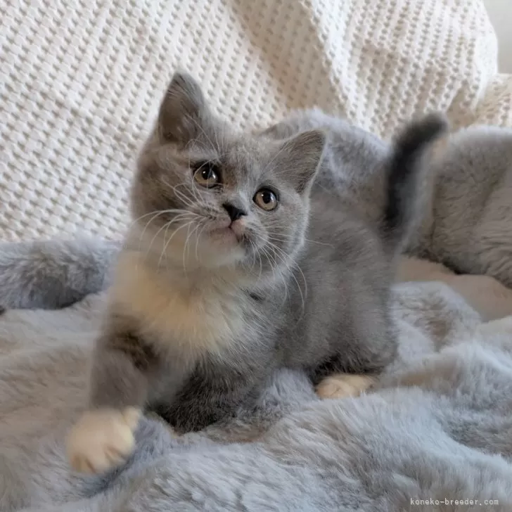 【異常型・ペア】ギフチョウ（福井県産） 異常型・ペア】ギフチョウ（福井県産） 異常型・ペア