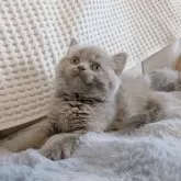 ブリティッシュショートヘア【東京都・女の子・2025年8月13日・ライラック】の写真9