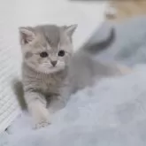 ブリティッシュショートヘア【東京都・女の子・2025年11月10日・ブルーゴールデン】の写真4