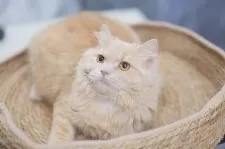 ブリティッシュショートヘア【東京都・男の子・2025年2月1日・クリーム】の写真4