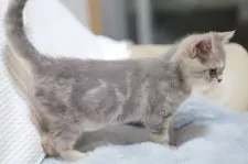 ブリティッシュショートヘア【東京都・女の子・2025年7月7日・ブルーテックドタビー】の写真4