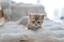 ブリティッシュショートヘア【東京都・女の子・2025年11月10日・ブルーゴールデン】の写真4