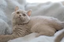 ブリティッシュショートヘア【東京都・女の子・2025年8月13日・ライラック】の写真6