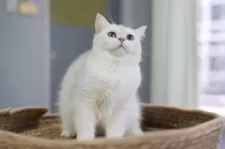 ブリティッシュショートヘア【東京都・女の子・2025年2月15日・シェーデッドシルバー】の写真5