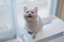 ブリティッシュショートヘア【東京都・女の子・2025年8月13日・ライラック】の写真2