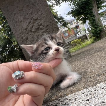 サイベリアン&マンチカンmix【千葉県・女の子・2024年4月15日・バラック・ホワイト】の写真「可愛くミニちゃん」