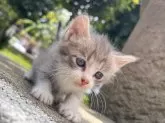 マンチカン&サイベリアン【千葉県・男の子・2024年4月15日・】の写真2