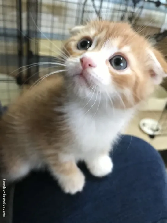 ID:2202-00315の子猫