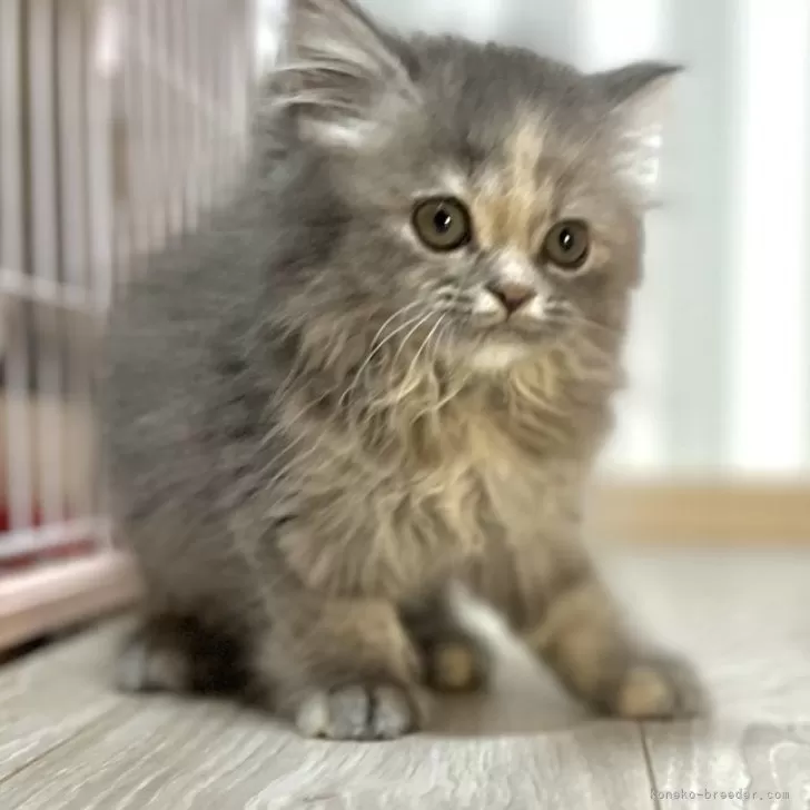ID：2405-00437の子猫