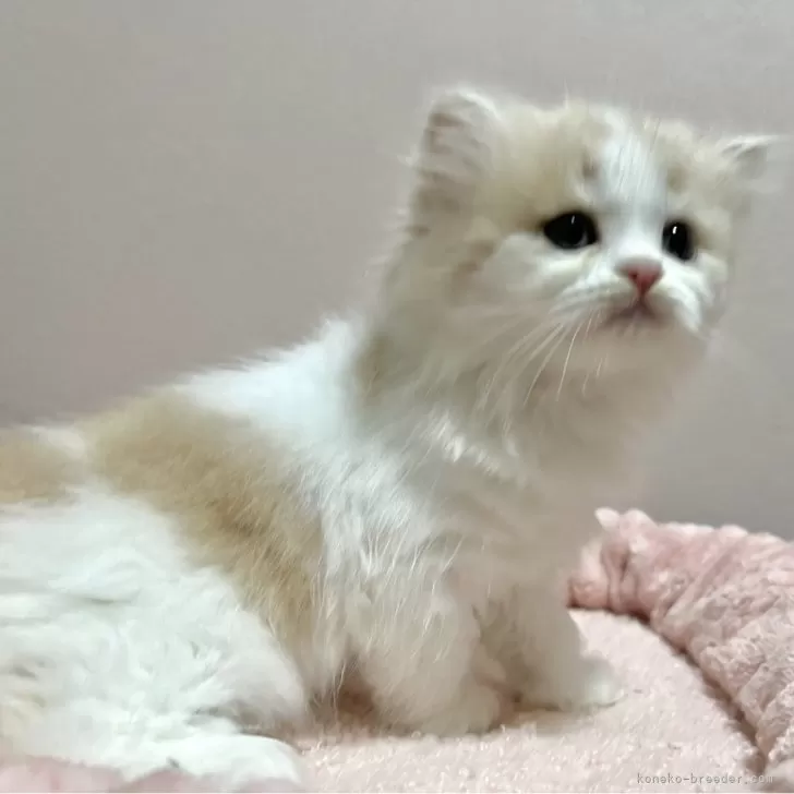 ID：2409-02998の子猫