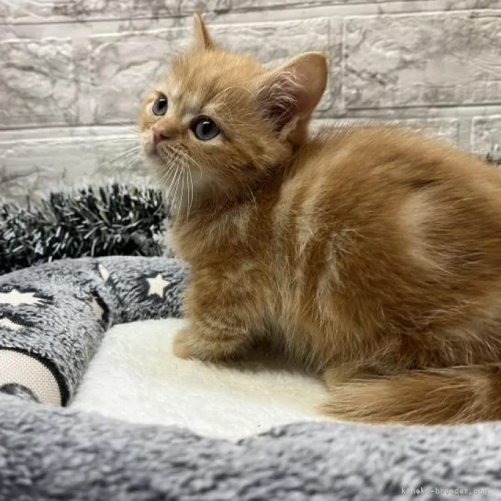 ID:2210-03219の子猫