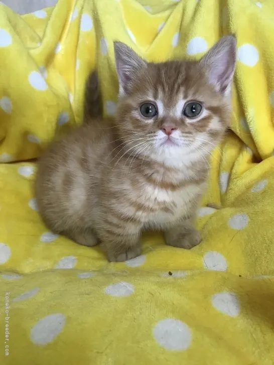 ID：2111-01759の子猫