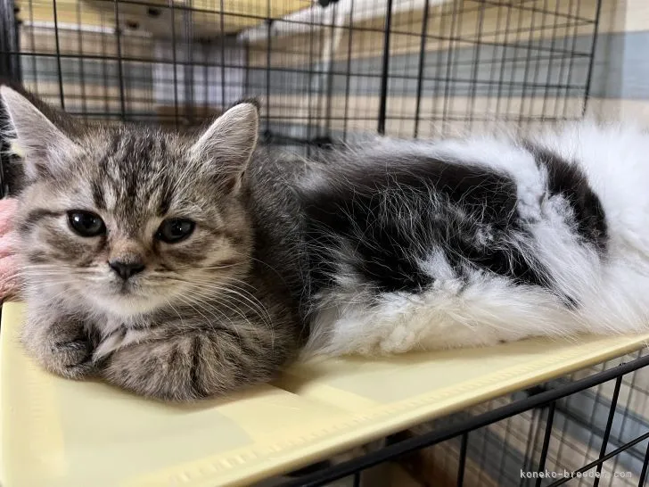 ID：2203-02542の子猫