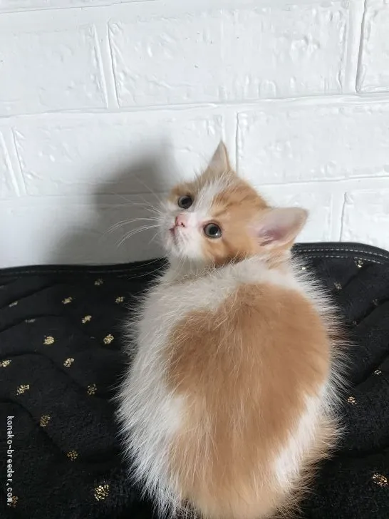 ID：2101-00804の子猫