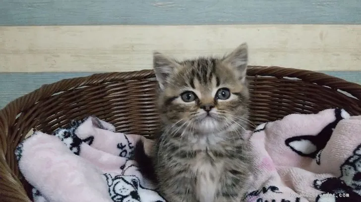 ID：2101-00883の子猫