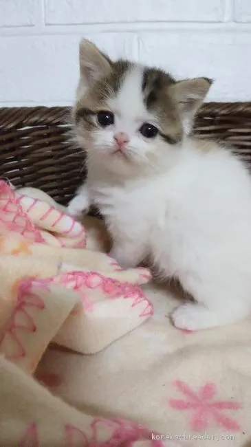 ID:2101-01043の子猫