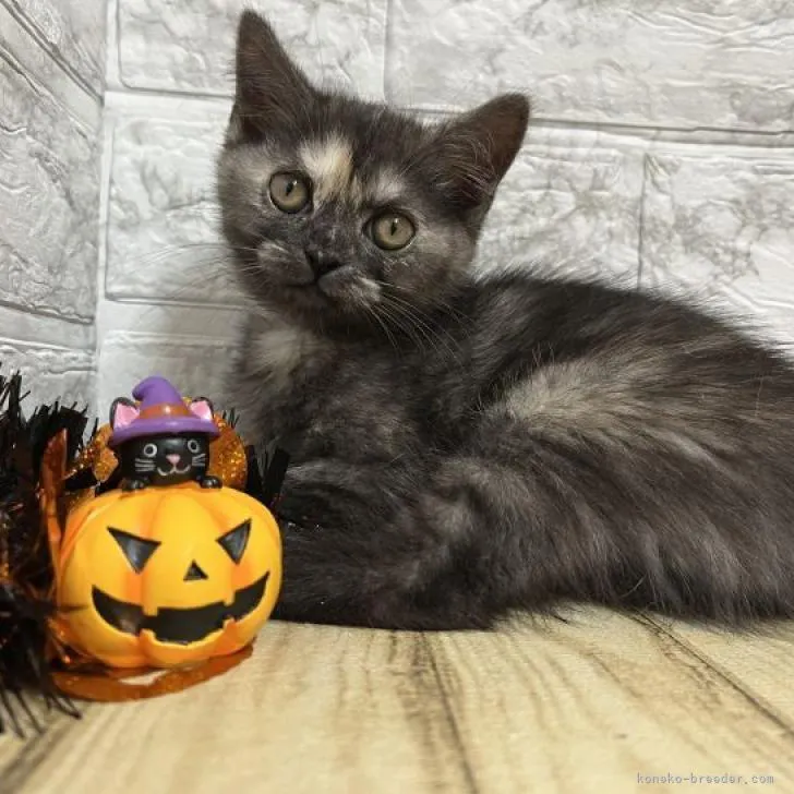 ID：2208-01065の子猫