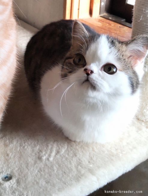 ミヌエット【・女の子・2020年8月14日・ブラックスモーク&amp;ホワイト】