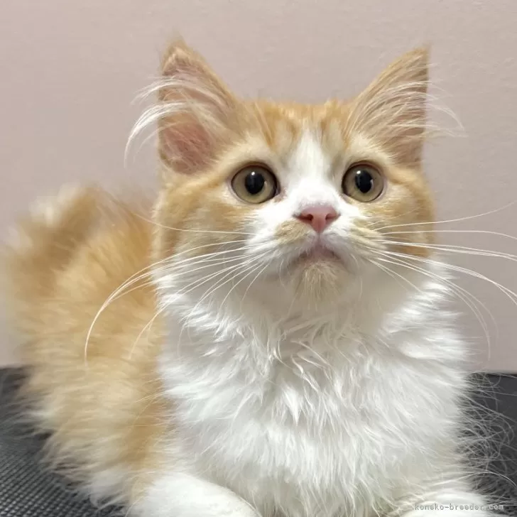 ID:2404-01915の子猫