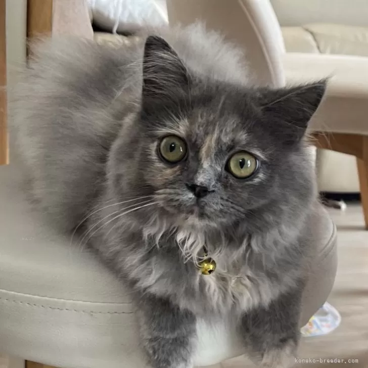 ID：2404-02001の子猫