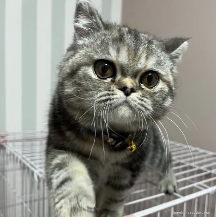 ID:2211-02605の子猫