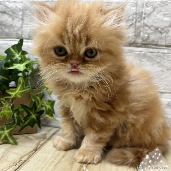 ID：2206-00323の子猫
