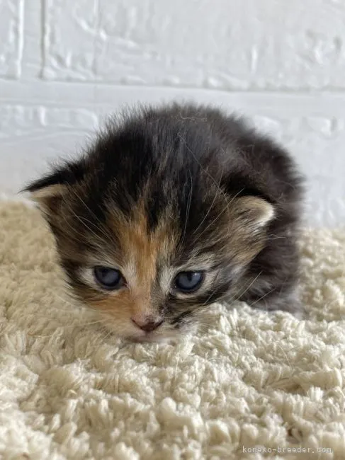 ID:2108-02578の子猫