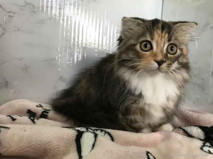 ID:2111-00356の子猫