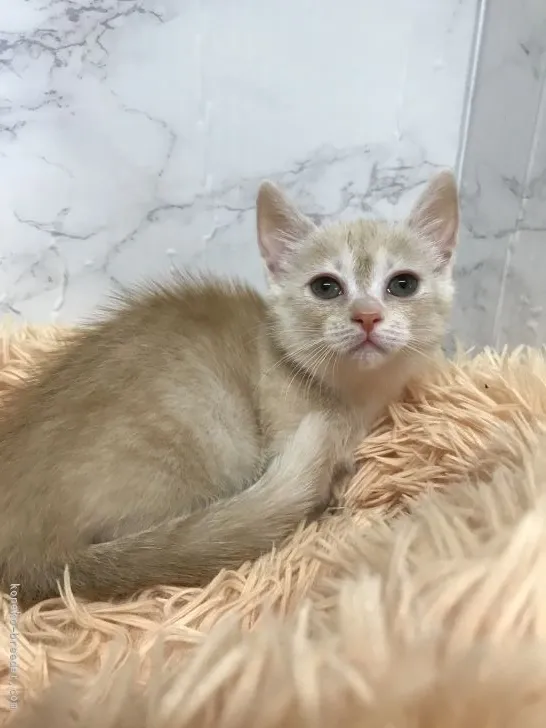 ID：2109-00641の子猫