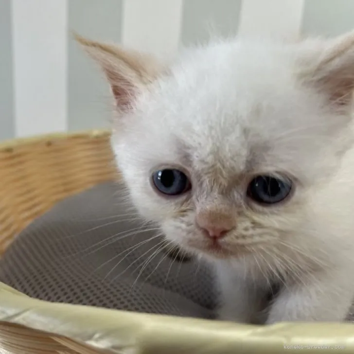 ID：2307-02862の子猫