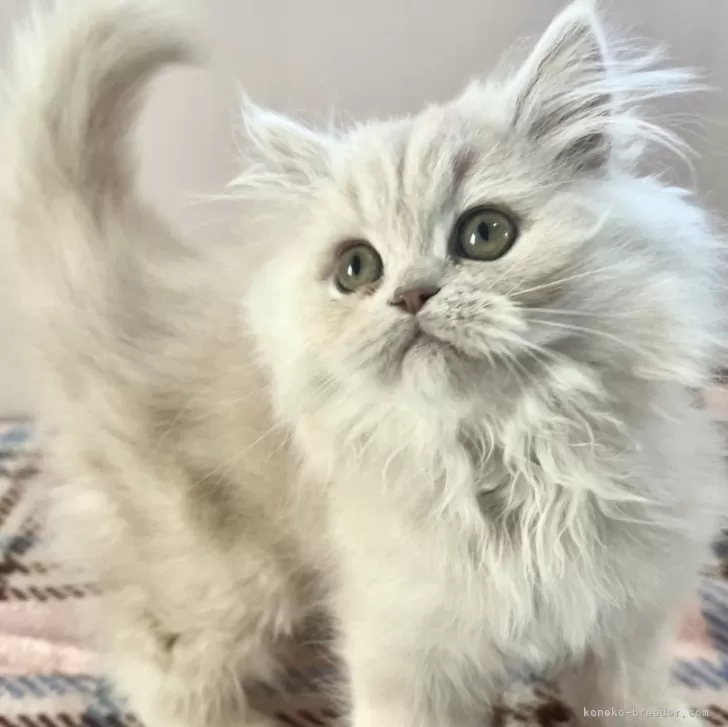 ID：2311-02667の子猫