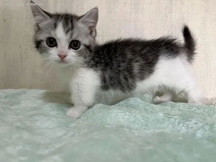 ID：2204-01240の子猫